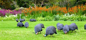 Guided Private Tour of Kirstenbosch Botanical Gardens