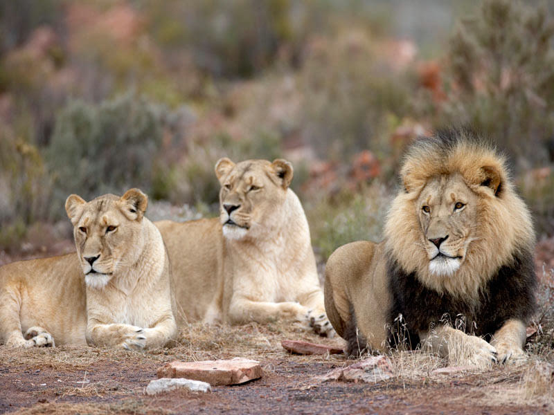 Cape-Safari-Tour-Lion-Pride.jpg