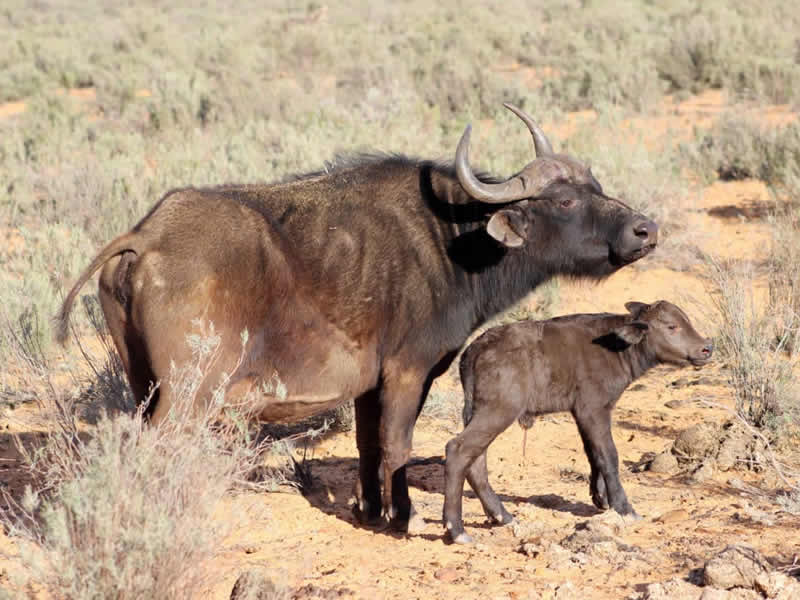 Safari-Buffalo.jpg