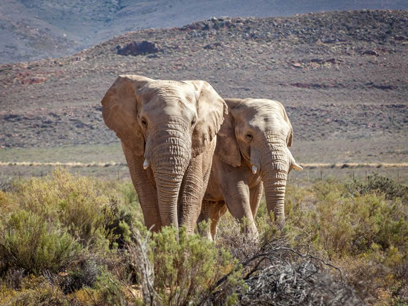 Safari-Game-Drive-Elephants.jpg