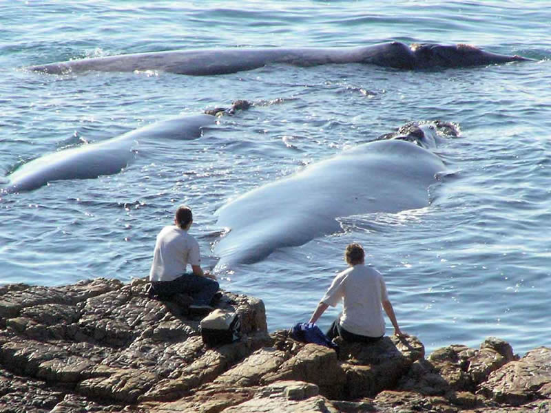 Hermanus-Shore-Based-Whale-Watching.jpg